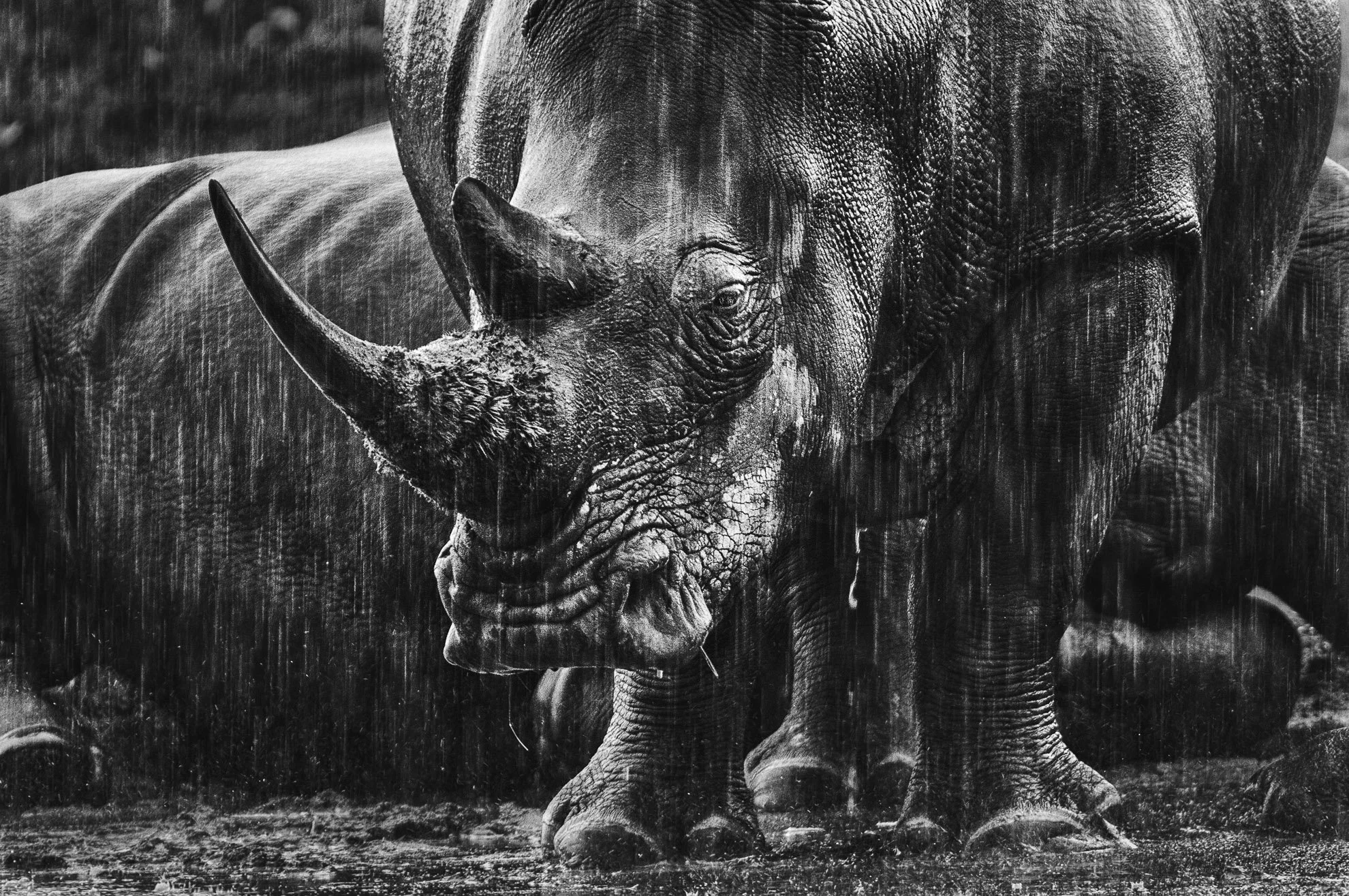 African_Wildlife_Print_limited-edition__20110906_2259-Edit.jpg
