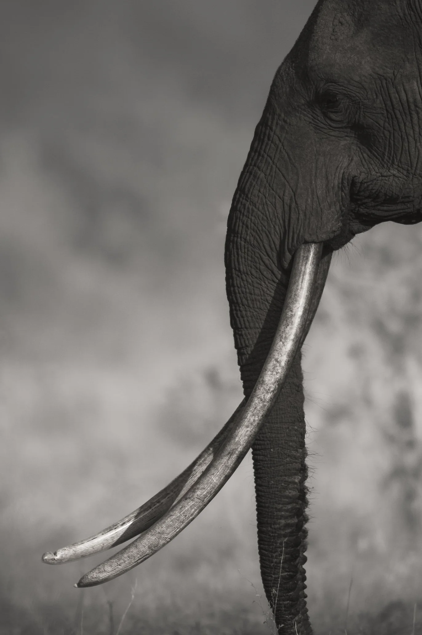 2008-03-15 Tsavo East_6485.jpg