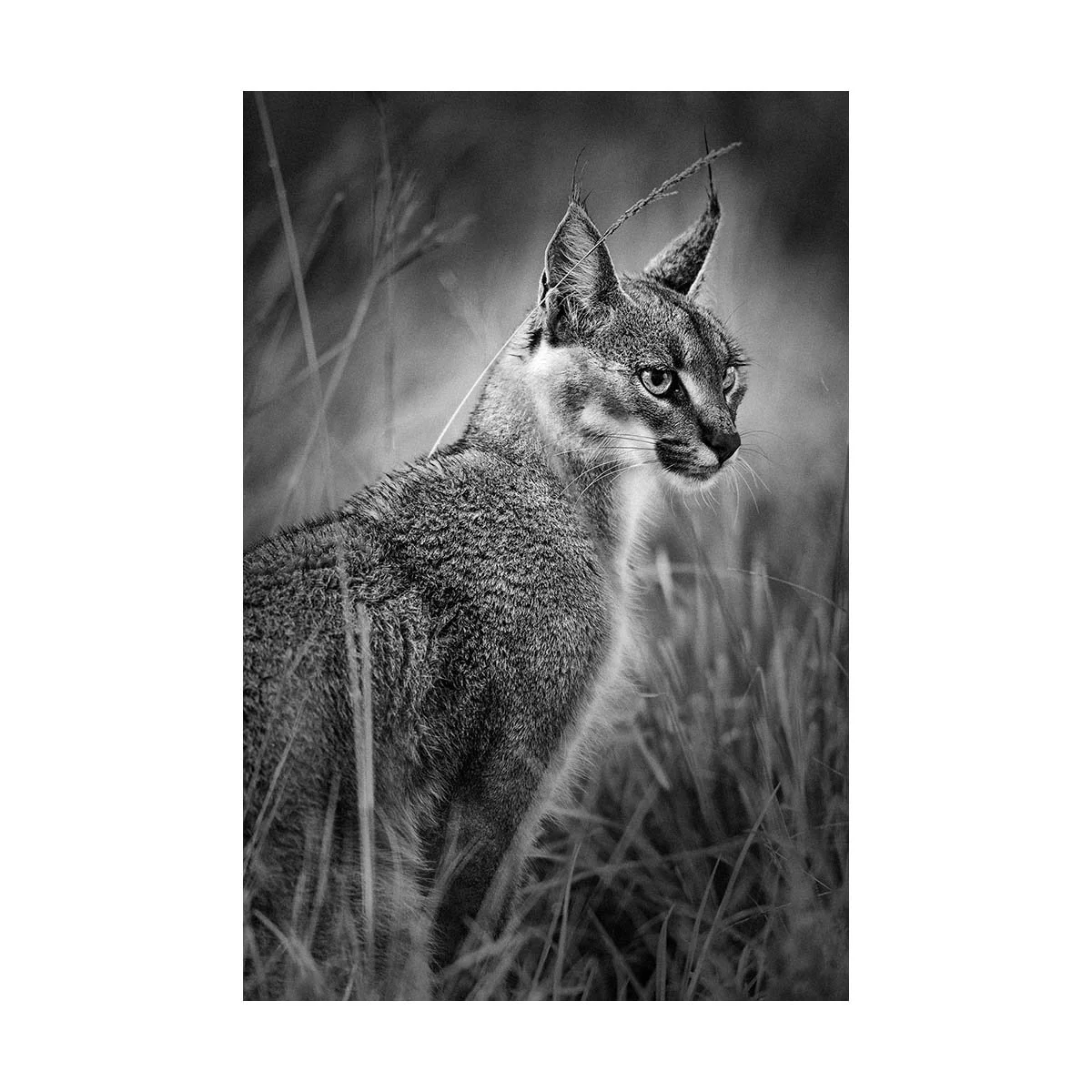 African_Wildlife_Print_limited-edition__20100101_2303-Edit.jpg