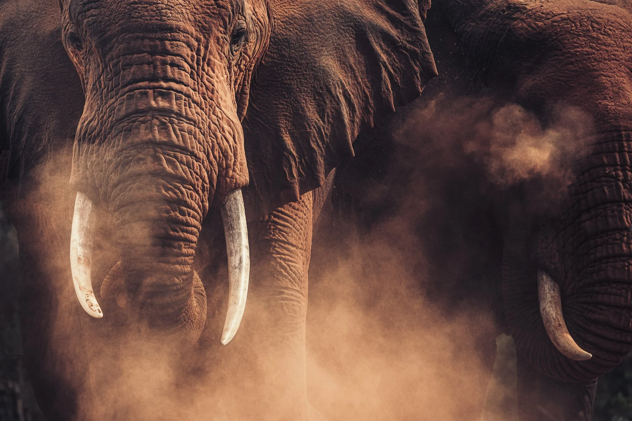 African_Wildlife_Print_colour_20200817_8004271_0523-Edit.jpg