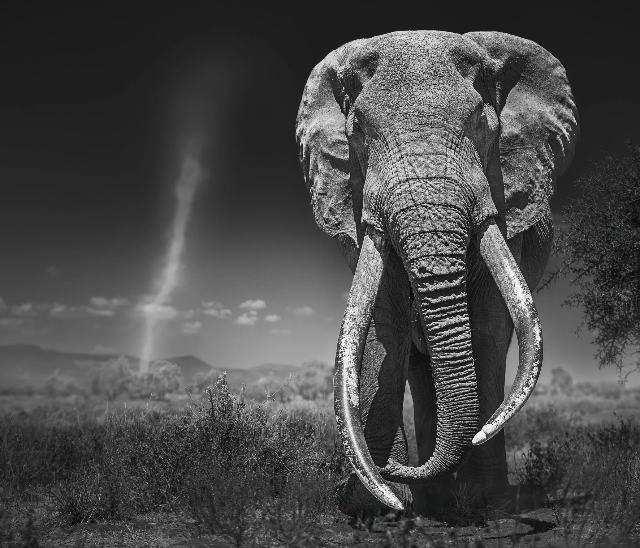African_Wildlife_Print_black-and-white_20240909_7801491_-Edit-3.jpg