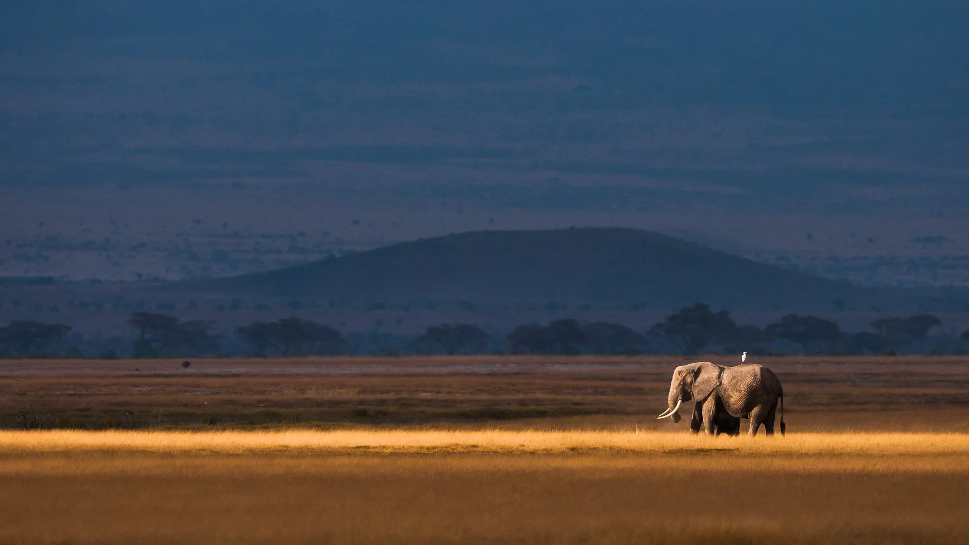 African_Wildlife_Print_limited-edition__20100914_2367.jpg