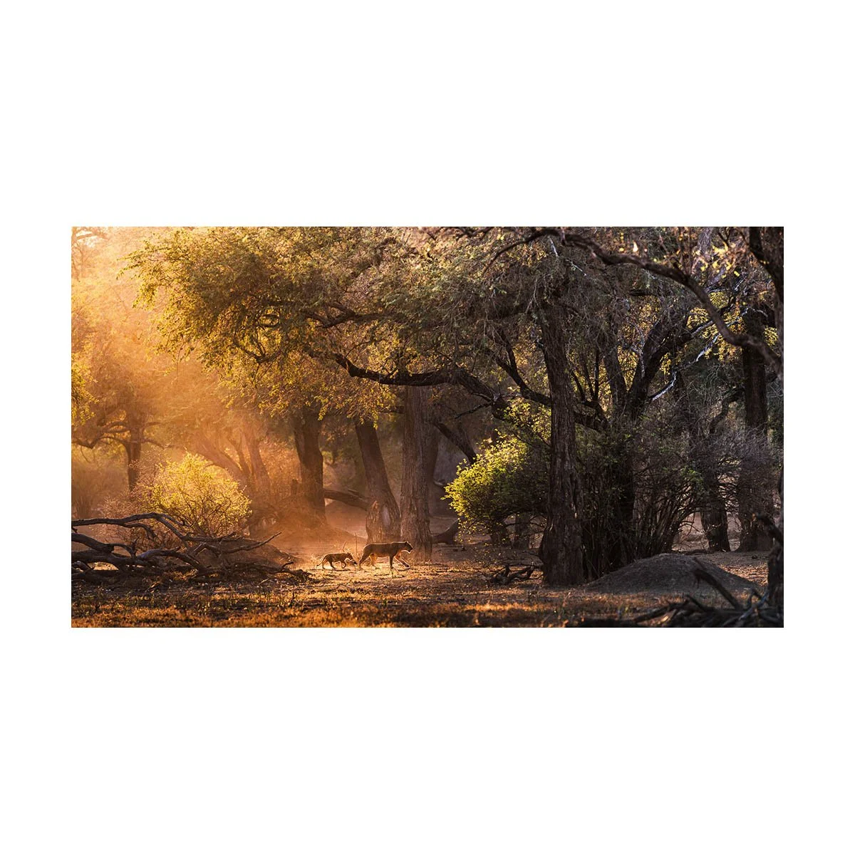 African_Wildlife_Print_limited-edition__20151109_8004271_0603-Edit-5.jpg