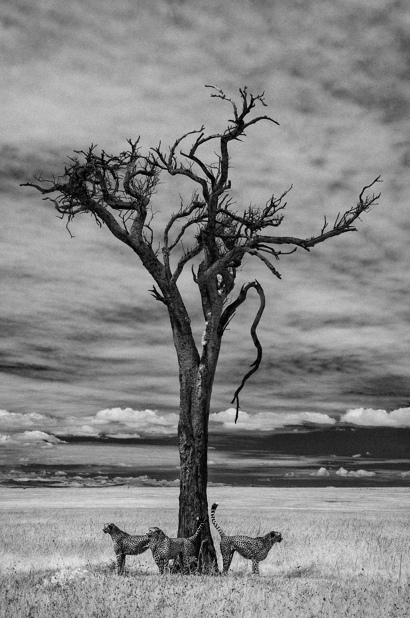 African_Wildlife_Print_limited-edition__20100609_7437-Edit.jpg