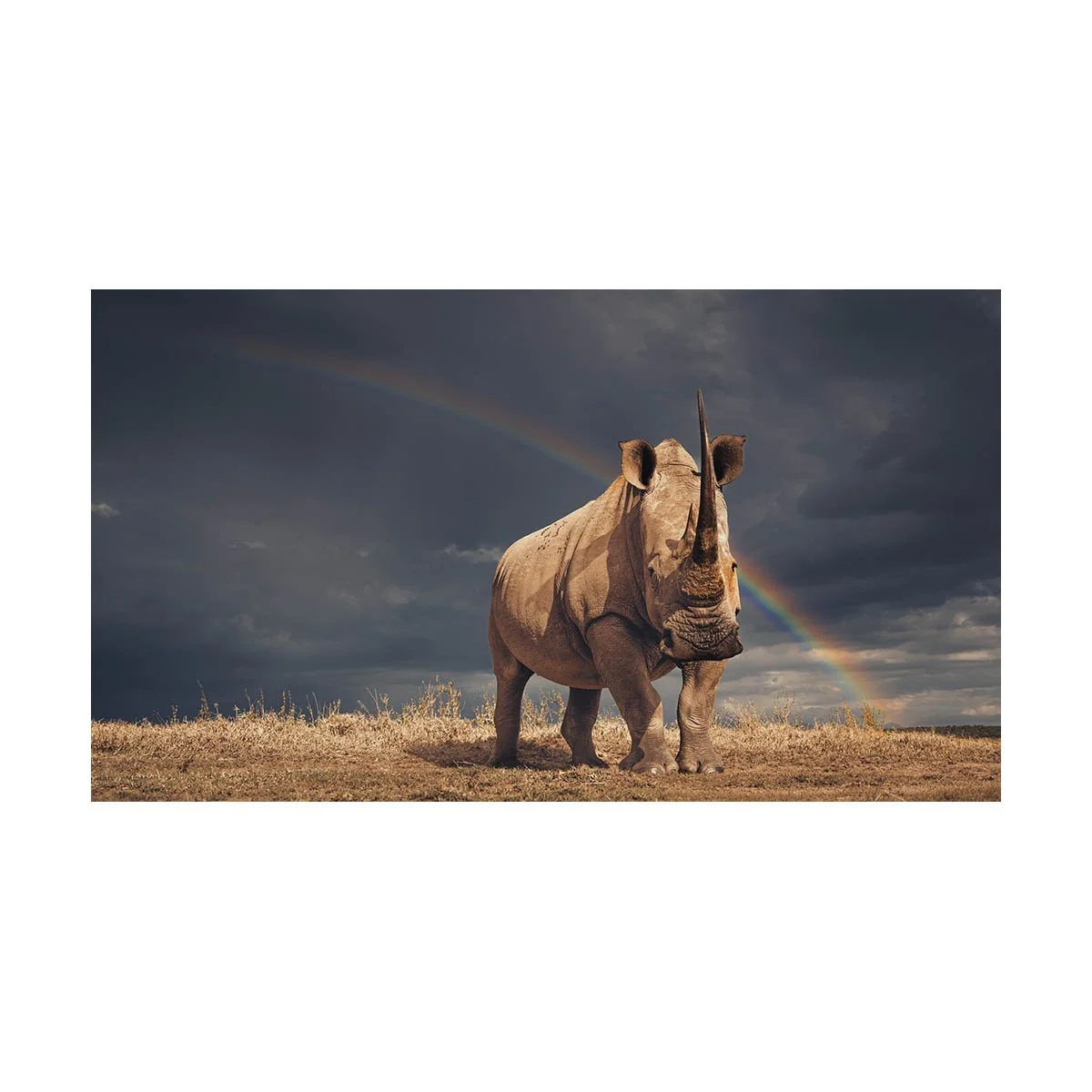 RHINO AND RAINBOW