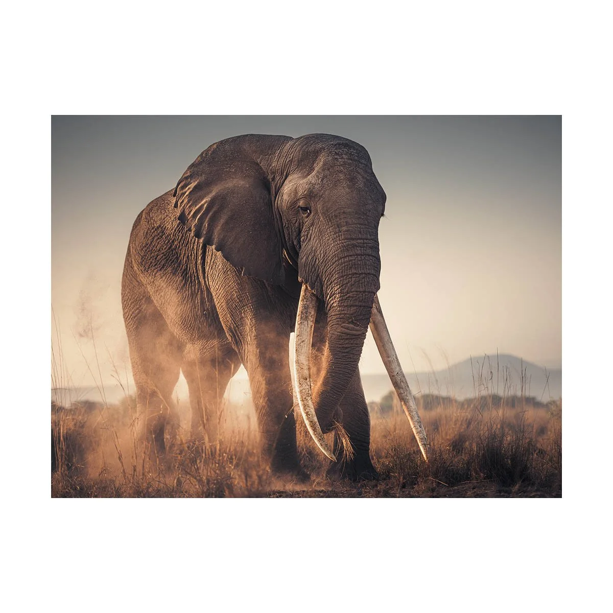 African_Wildlife_Print_colour_20240929_7801491_3147-Edit.jpg