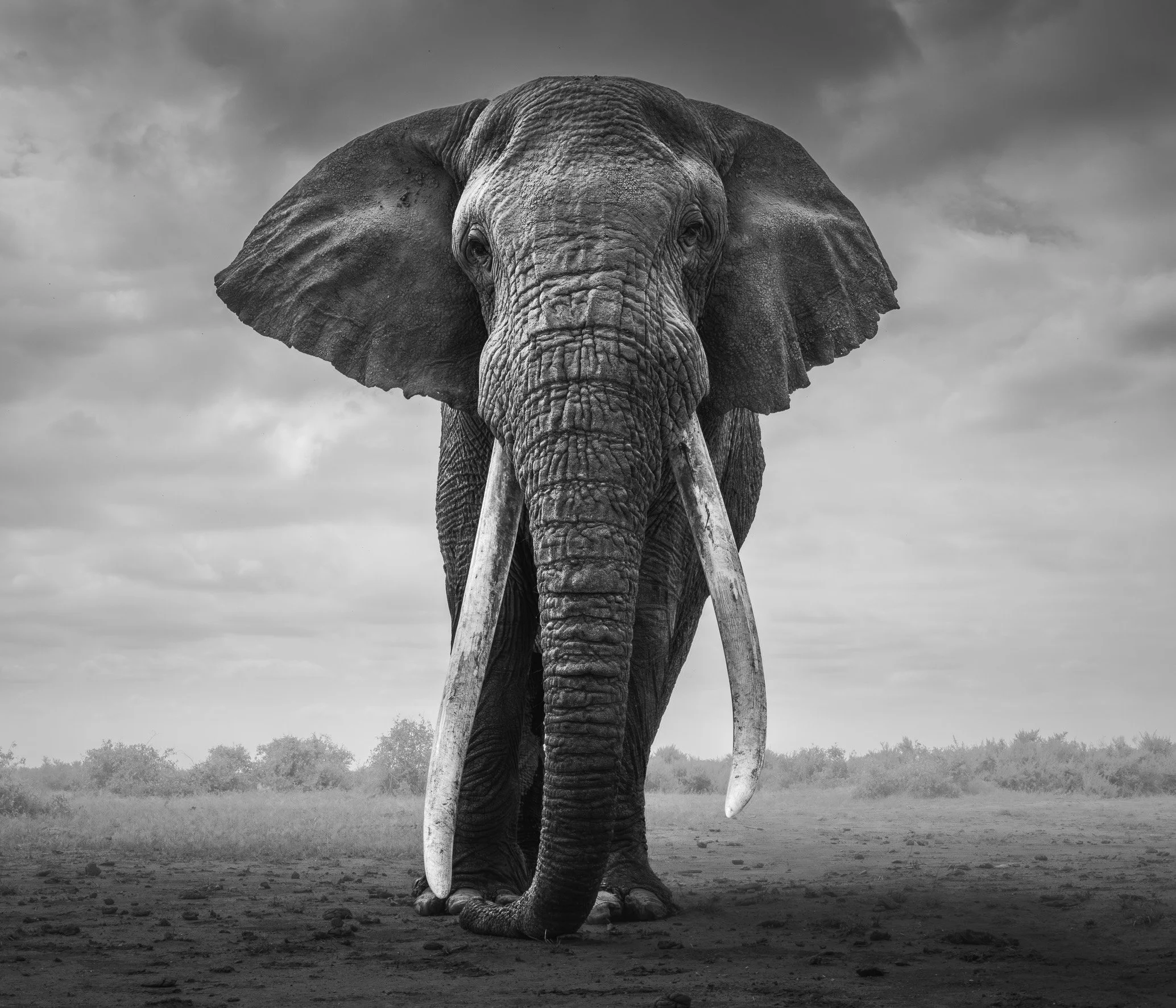 African_Wildlife_Print_black-and-white_20230624_23000773_0163-Enhanced-NR-2-Edit_7x6.jpg