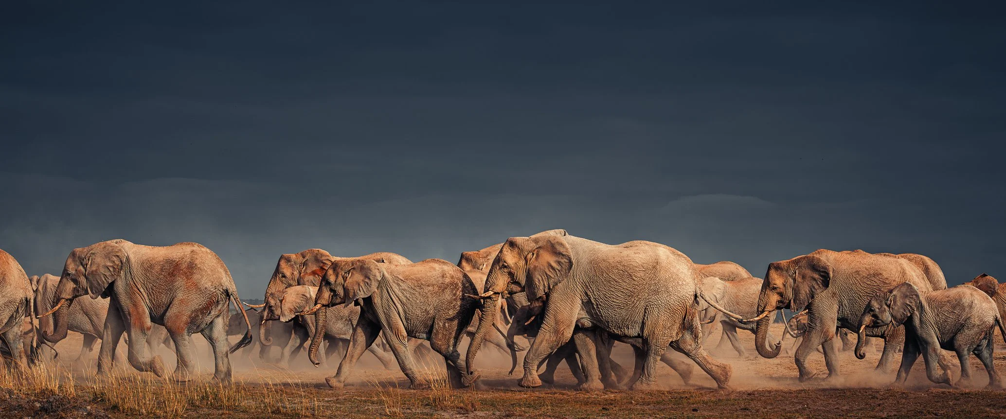 African_Wildlife_Print_colour_20211113_7801443_5386-Edit.jpg