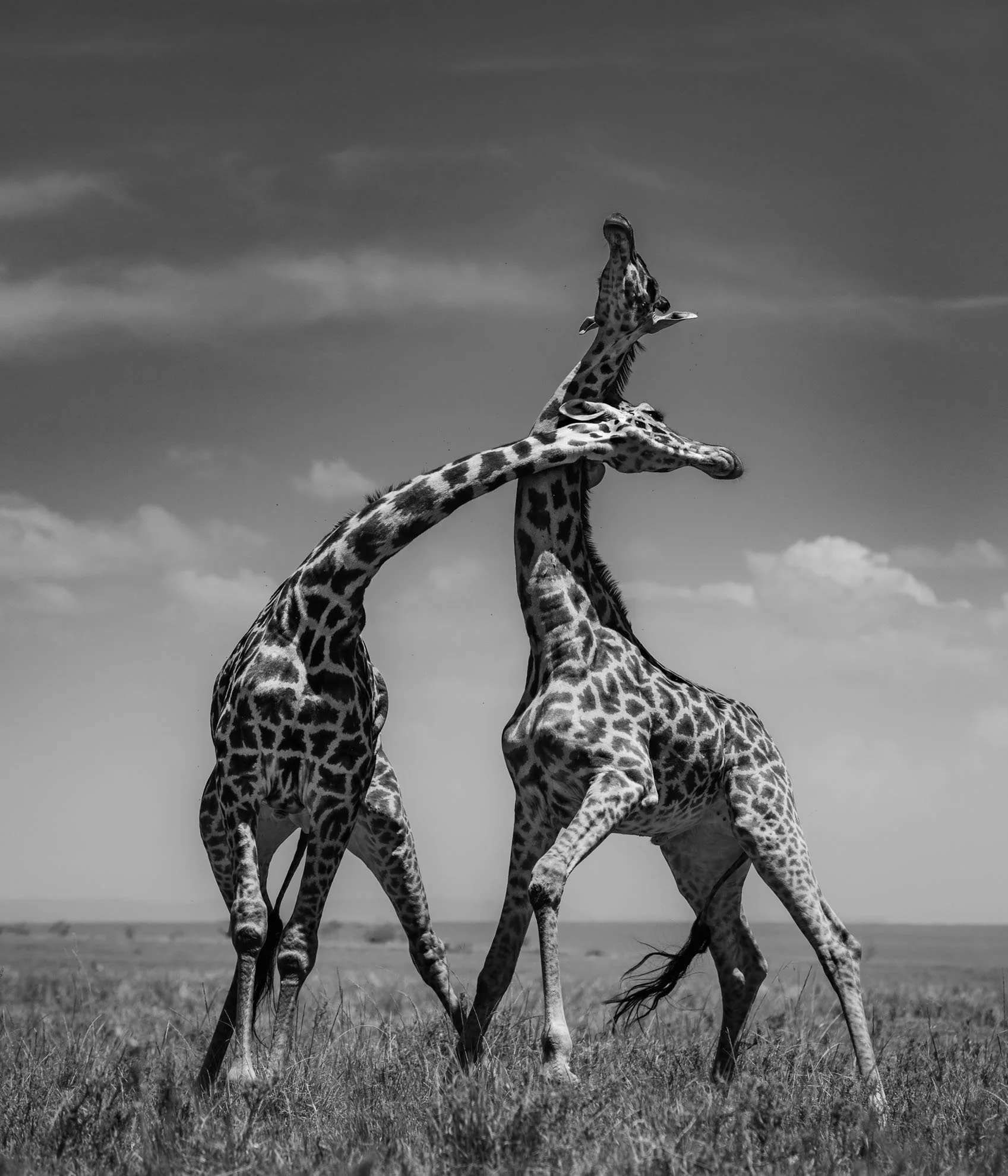 African_Wildlife_Print_limited-edition__20170308_6103124_4280.jpg