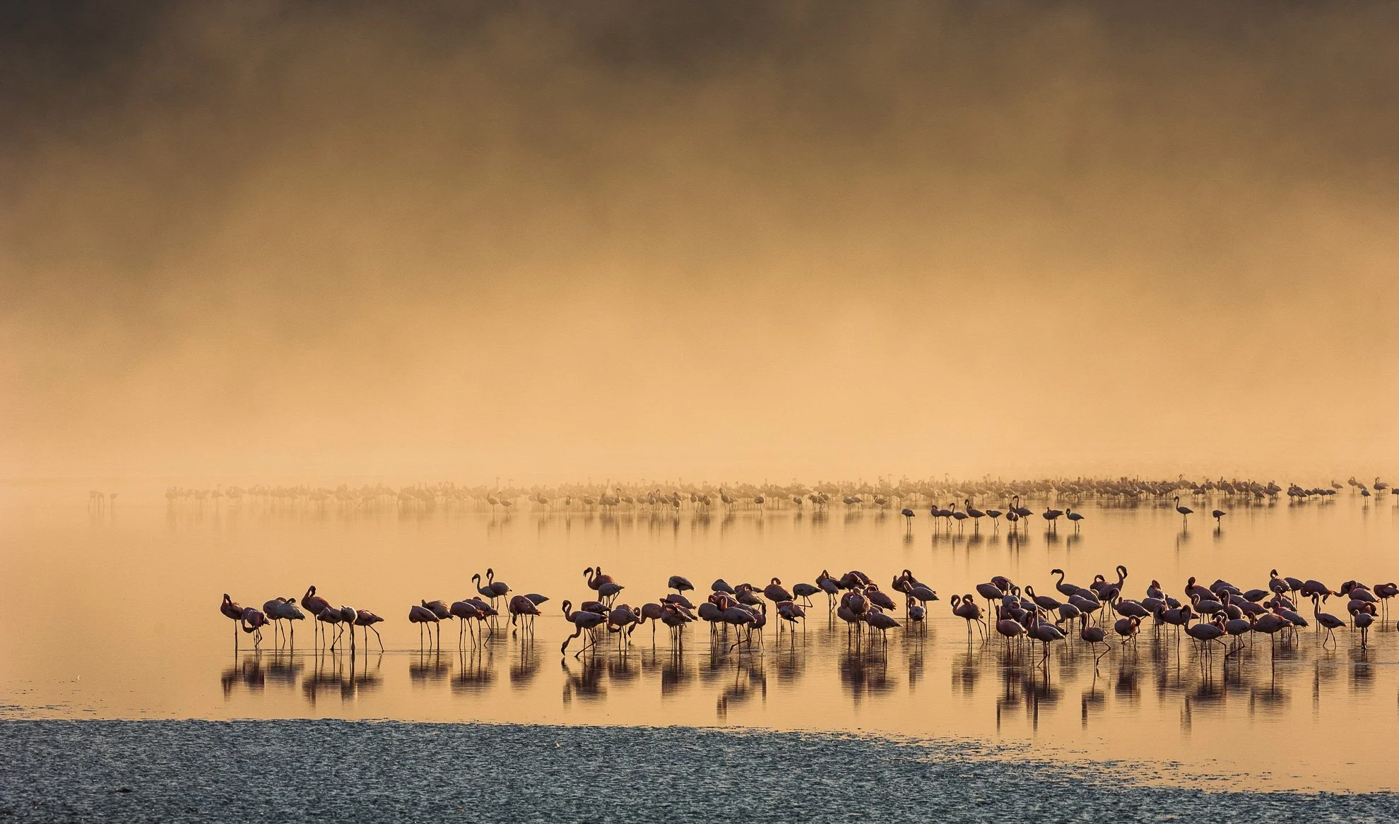 African_Wildlife_Print_limited-edition__20090625_0042-Edit.jpg