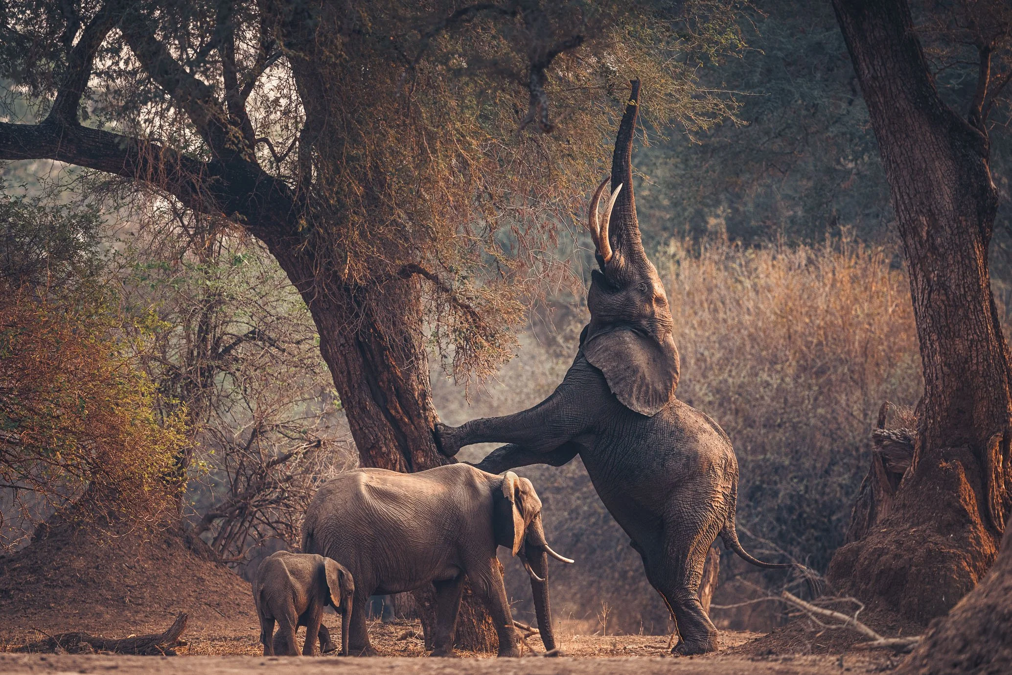 African_Wildlife_Print_colour_20231014_7801491_4109-Edit.jpg