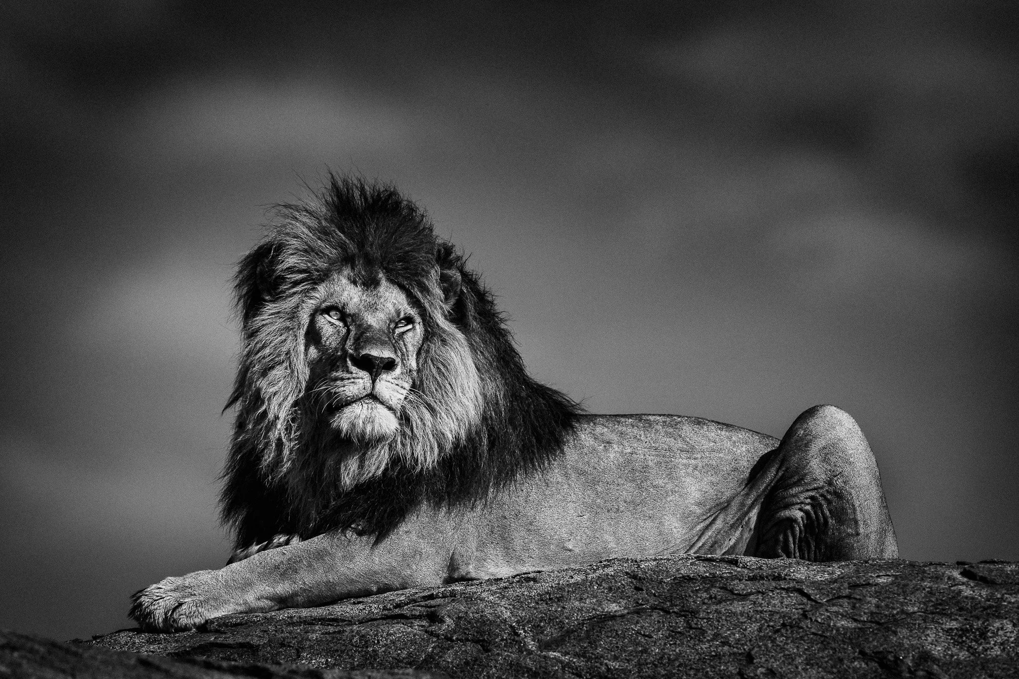 African_Wildlife_Print_limited-edition__20171210_6103124_3517-Edit.jpg
