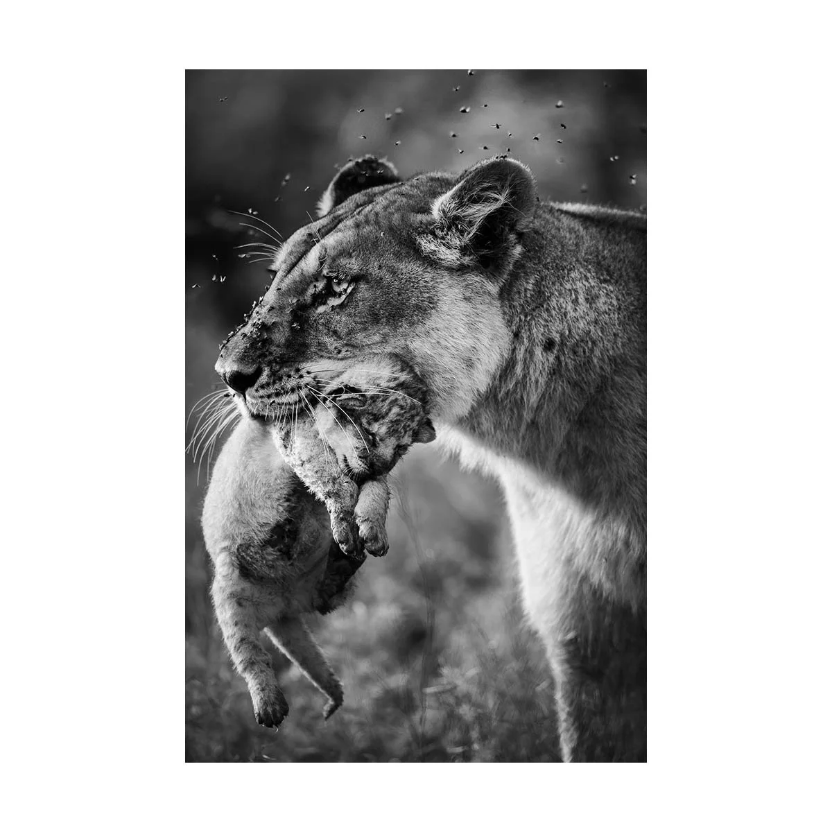 IN A MOTHER'S EYES