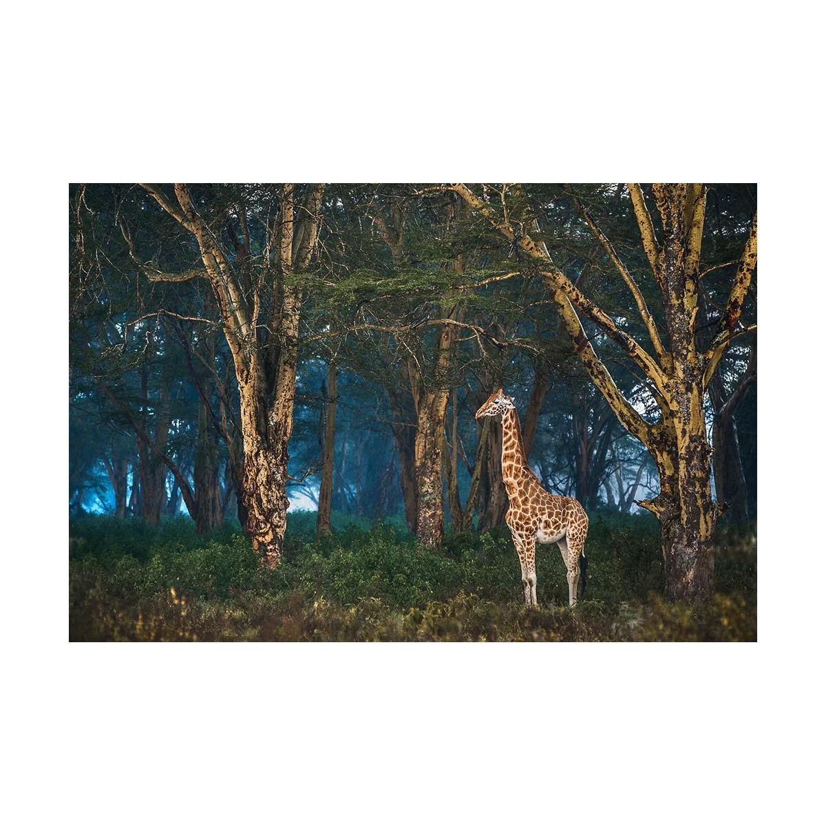GIRAFFE IN ACACIA FOREST