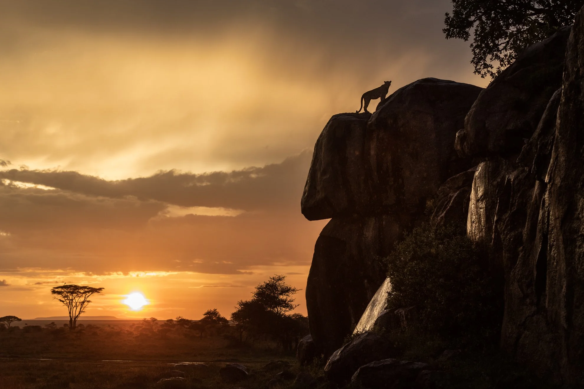 African_Wildlife_Print_limited-edition__20180317_8800246_5954-Edit.jpg