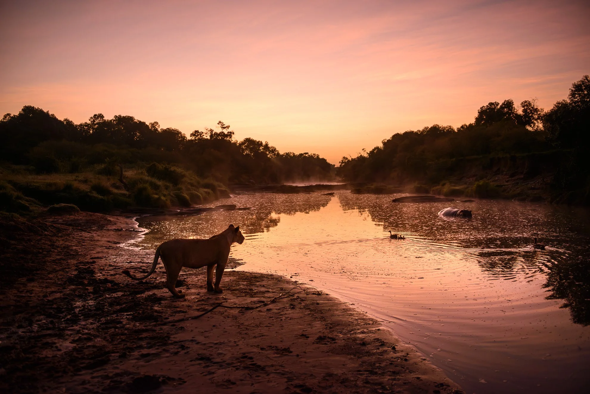 African_Wildlife_Print_limited-edition__20120919_5945.jpg