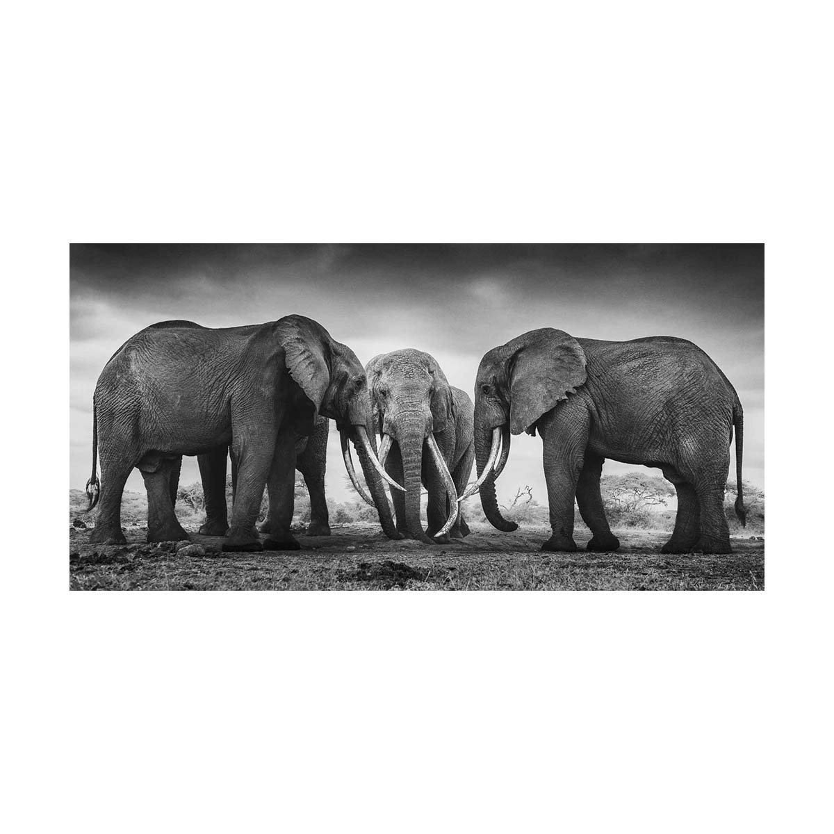 African_Wildlife_Print_black-and-white_20190625_8800246_1868-Edit-2.jpg