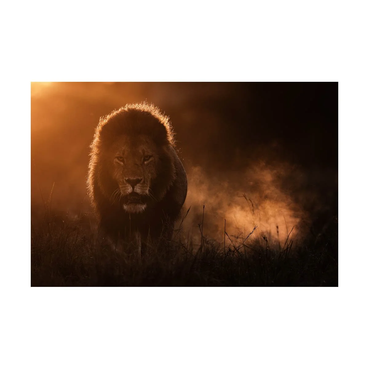 KINGDOM OF LIGHT