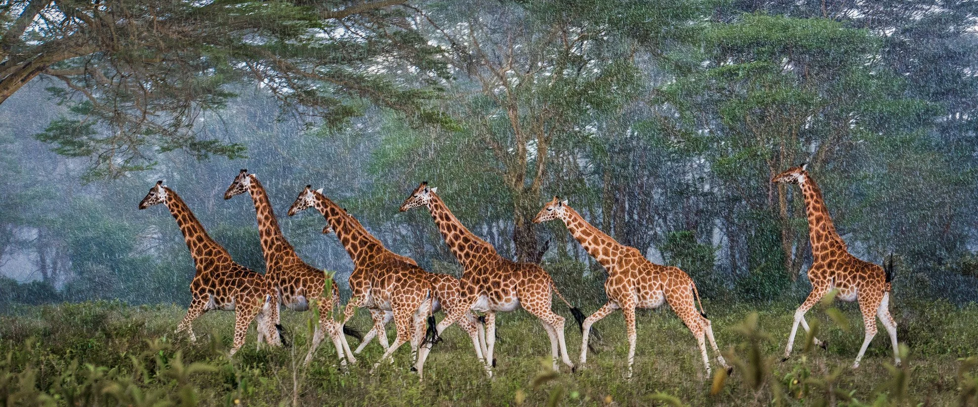 African_Wildlife_Print_limited-edition__20140315_4552-Edit-3.jpg