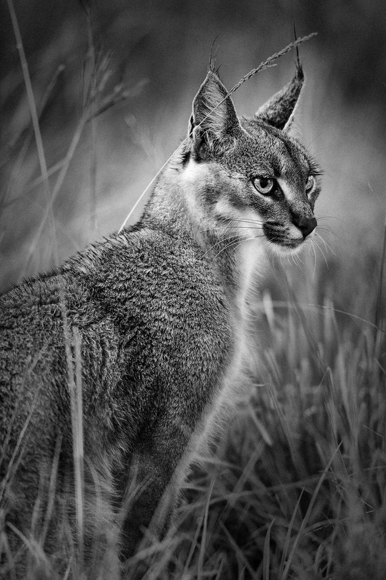 African_Wildlife_Print_limited-edition__20100101_2303-Edit.jpg