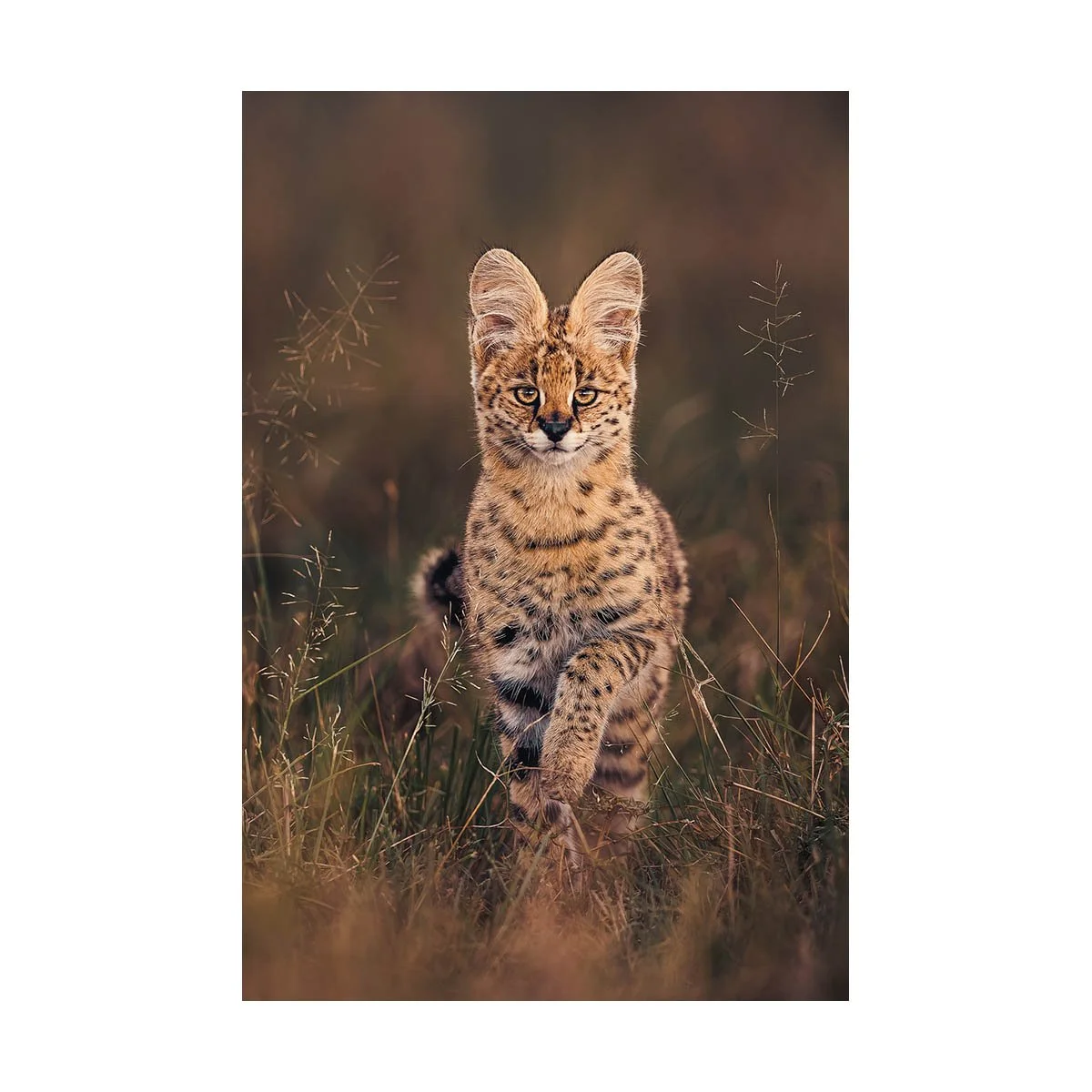 SERVAL KITTEN PORTRAIT