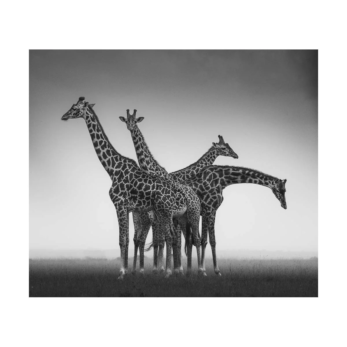 GIRAFFE QUARTET