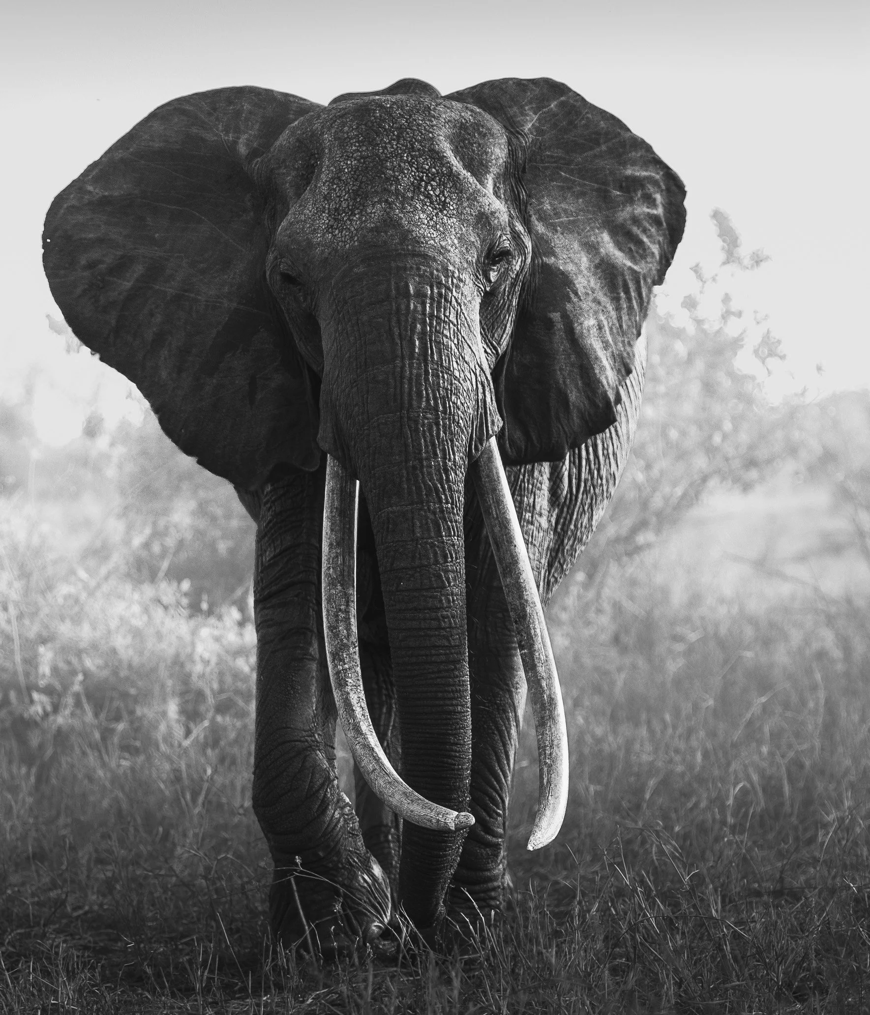 2008-03-15 Tsavo East_1762.jpg