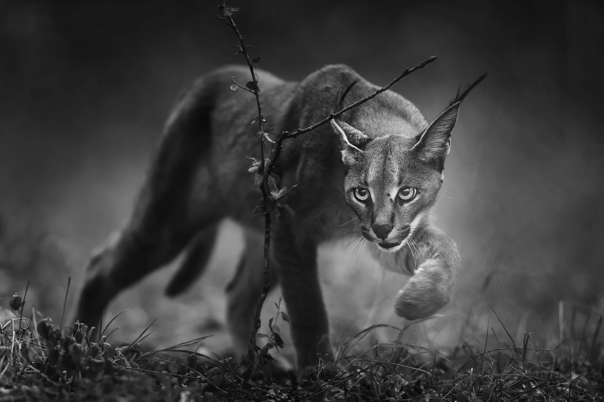 African_Wildlife_Print_limited-edition__20131021-20131021_6789.jpg