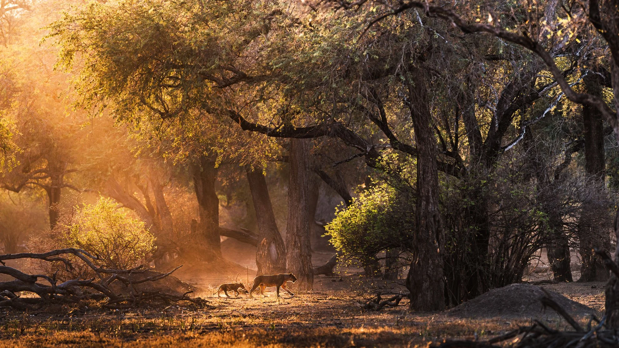 African_Wildlife_Print_limited-edition__20151109_8004271_0603-Edit-5.jpg