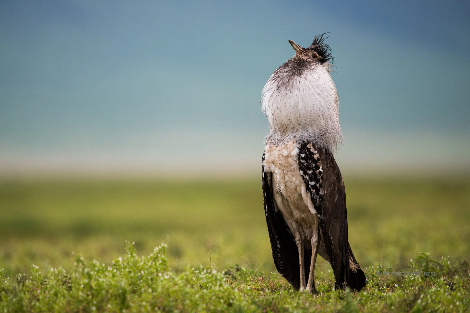african_wildlife_photo_safaris_Ngorongoro Conservation Area_Tanzania_6563.jpg