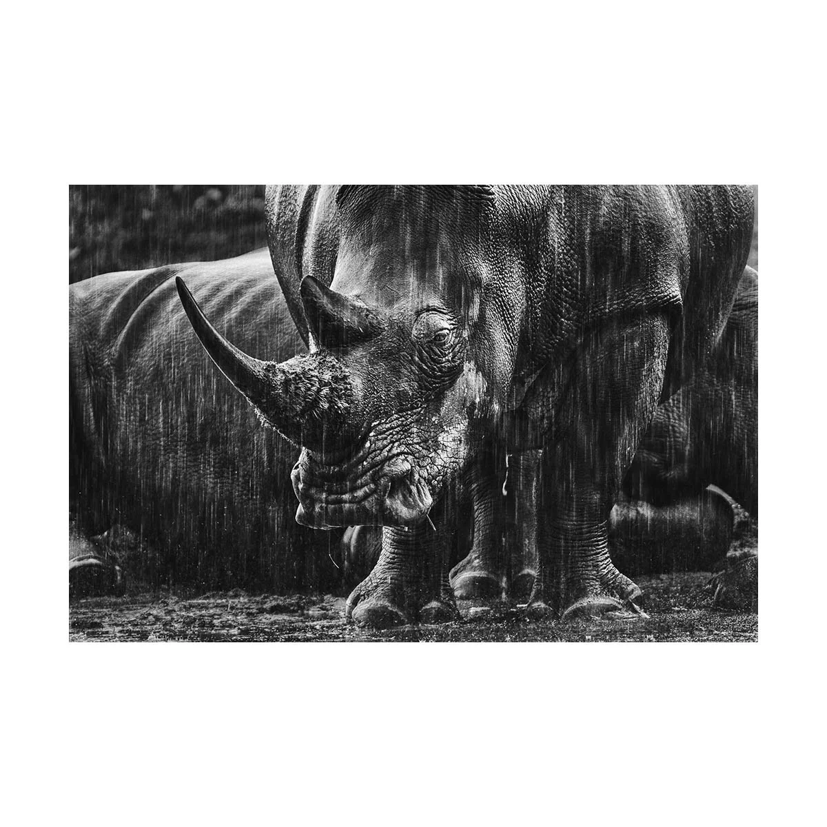 RHINO IN THE RAIN
