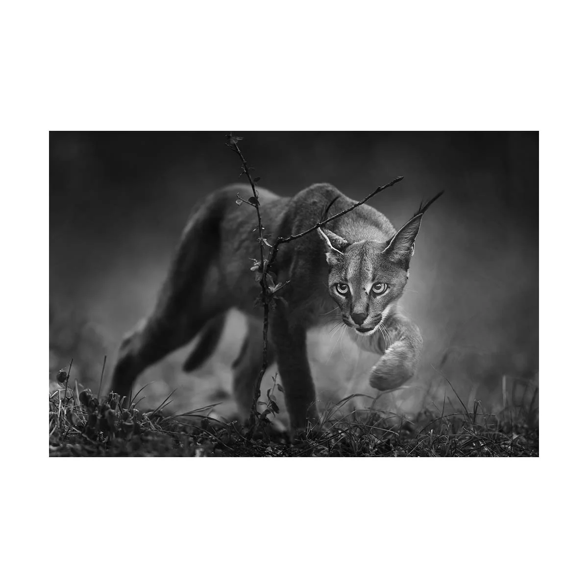 African_Wildlife_Print_limited-edition__20131021-20131021_6789.jpg