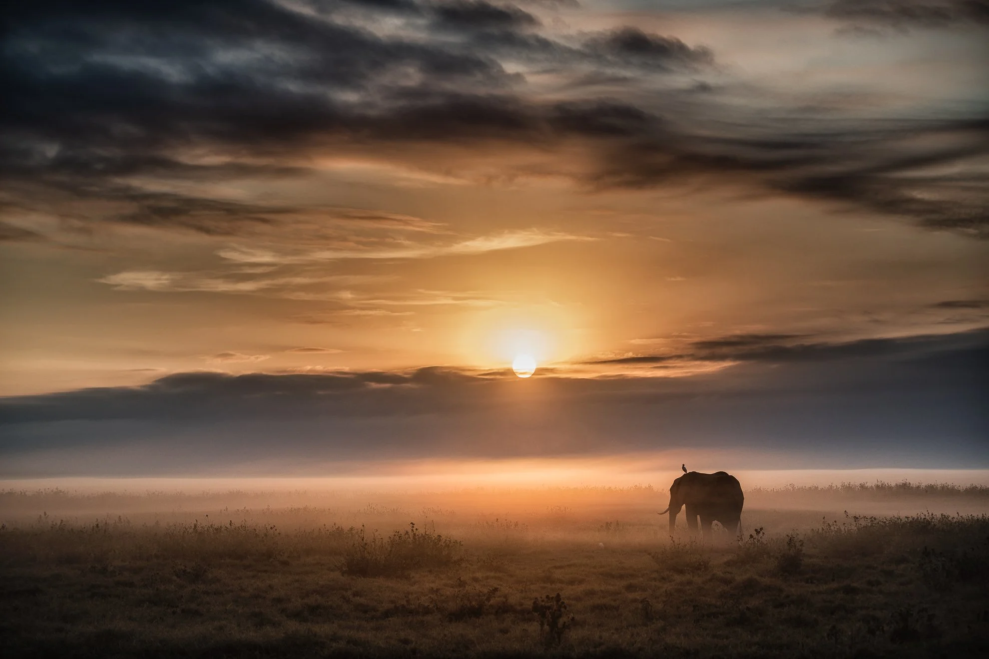 African_Wildlife_Print_limited-edition__20190809_8800246_6302-Edit.jpg