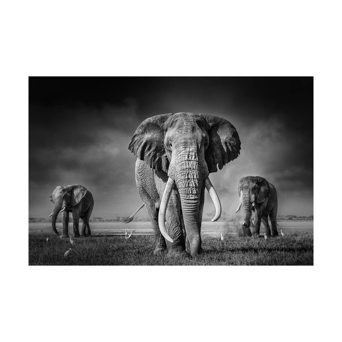 African_Wildlife_Print_black-and-white_20100313_8534-Edit-Edit.jpg