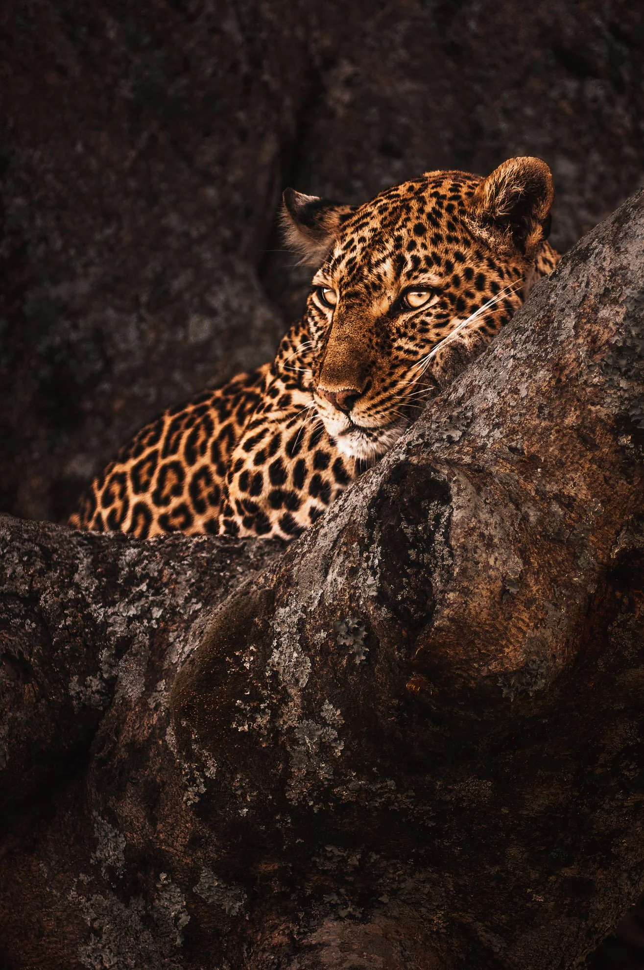 African_Wildlife_Print_limited-edition__Masai Mara_22 18-03-06_0016-Edit.jpg