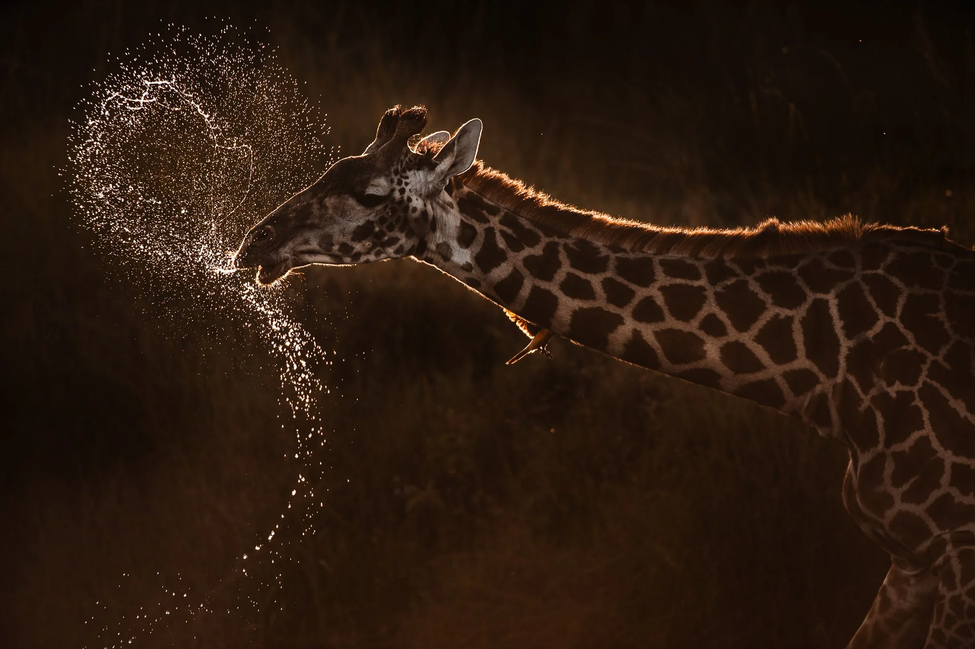 African_Wildlife_Print_limited-edition__20100614_1883.jpg