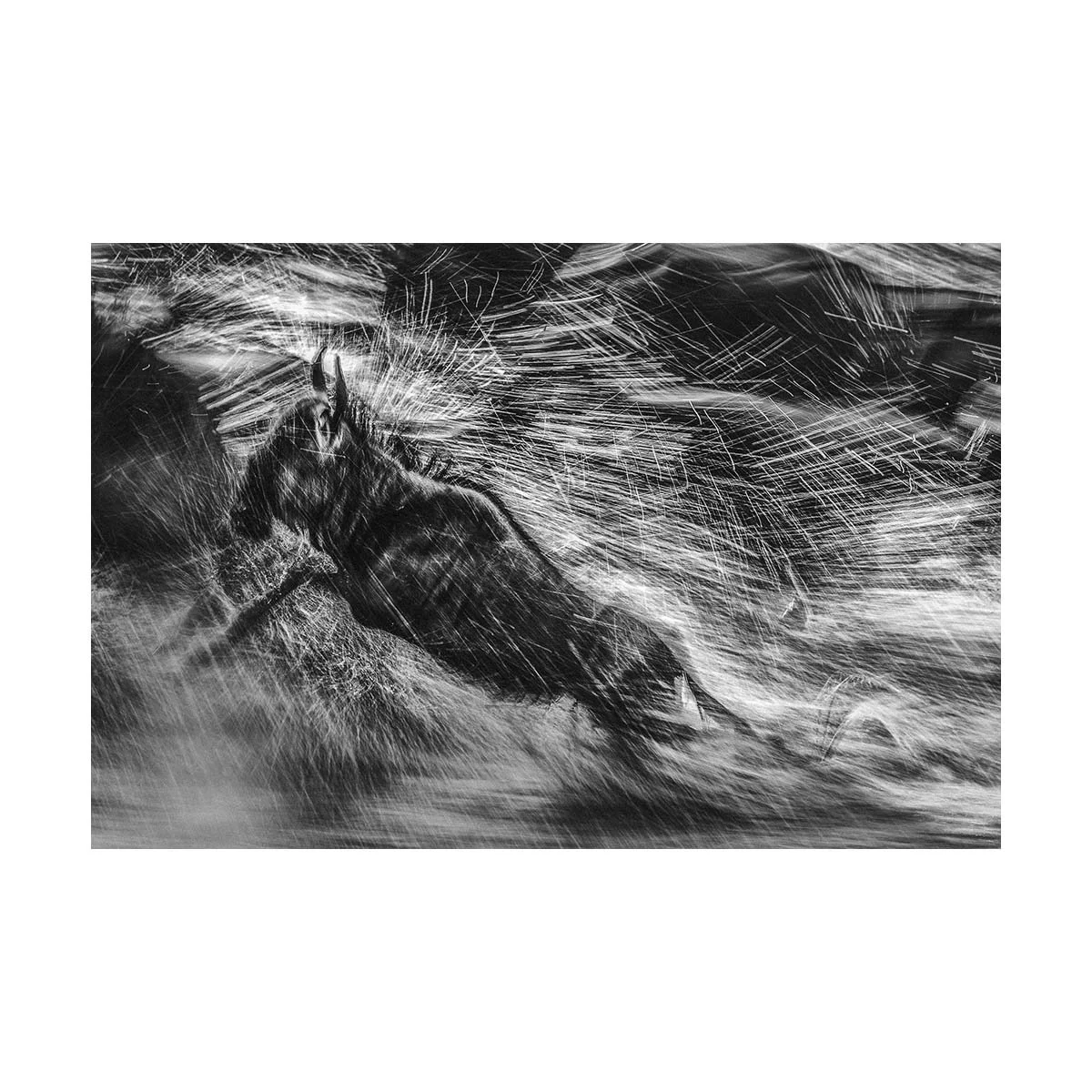 African_Wildlife_Print_limited-edition__20110707_6064-Edit.jpg