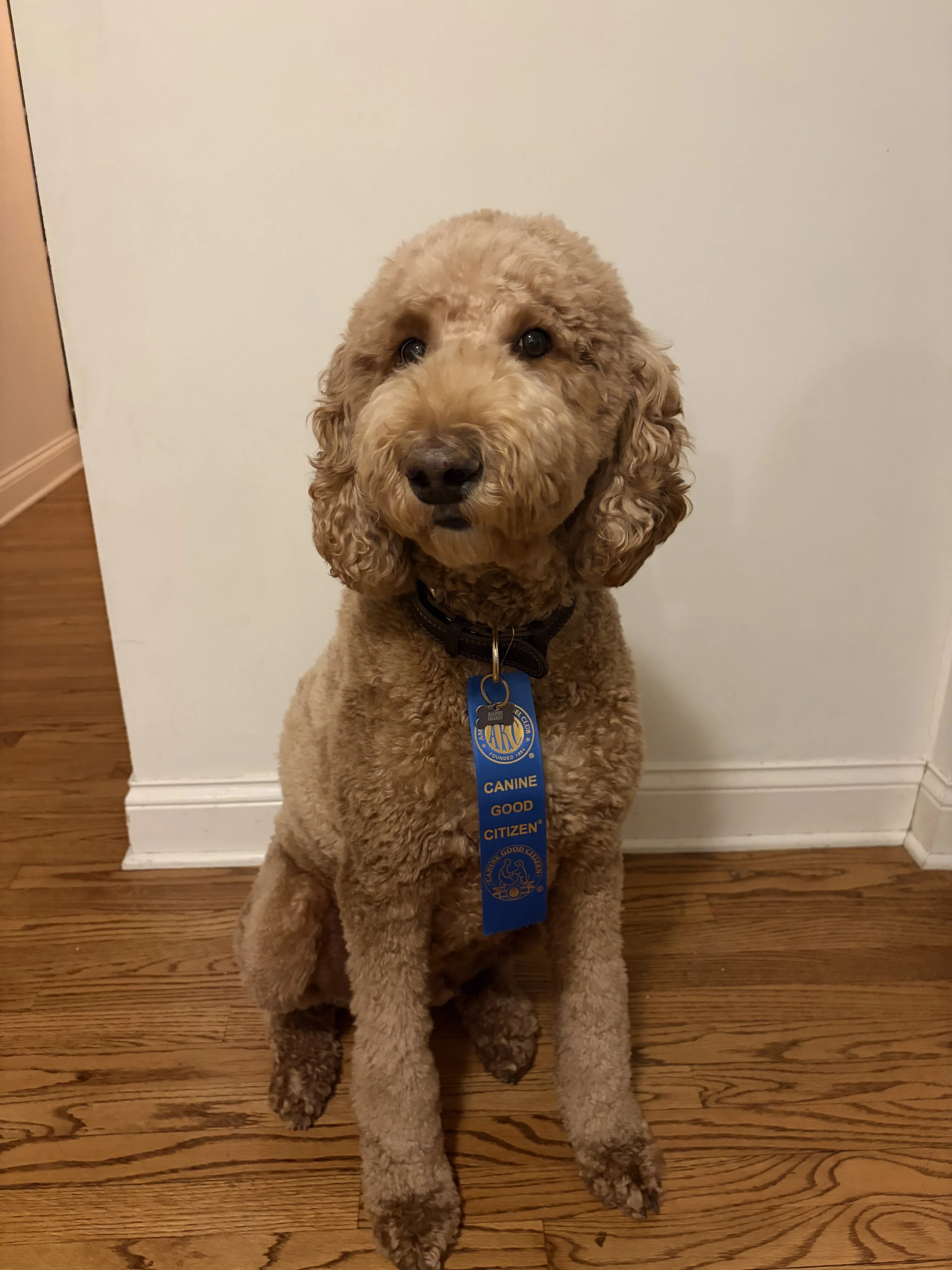 A fluffy brown poodle sitting on a wooden floor next to a white wall, wearing a black collar with a blue badge that says 'CANINE GOOD CITIZEN' and has a circular emblem.