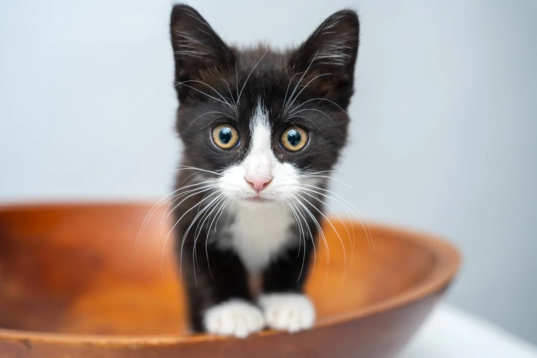 Black and White Tuxedo kitten sitting in a wooden bowl 