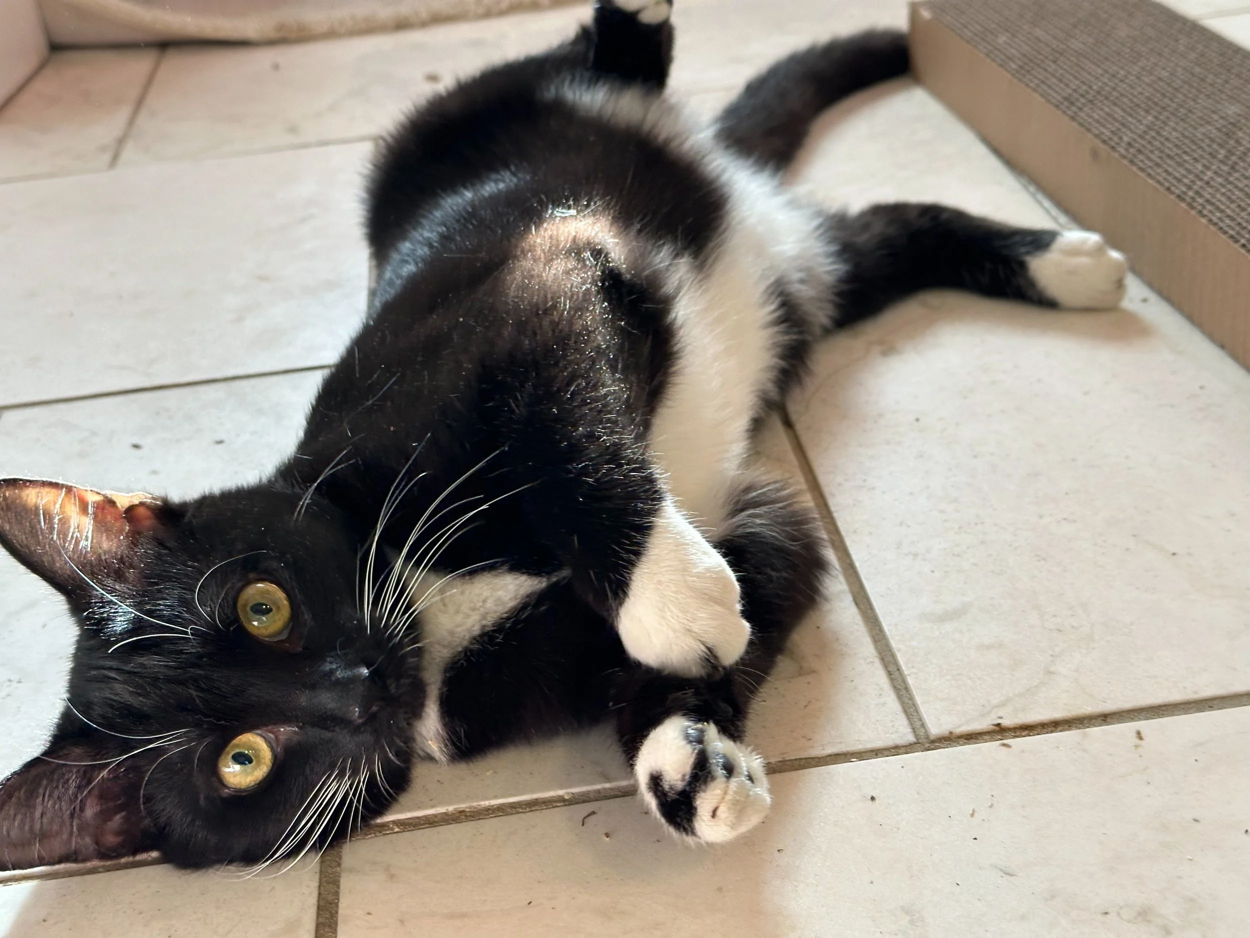 Black and White Tuxedo Cat lying on floor and looking at camera