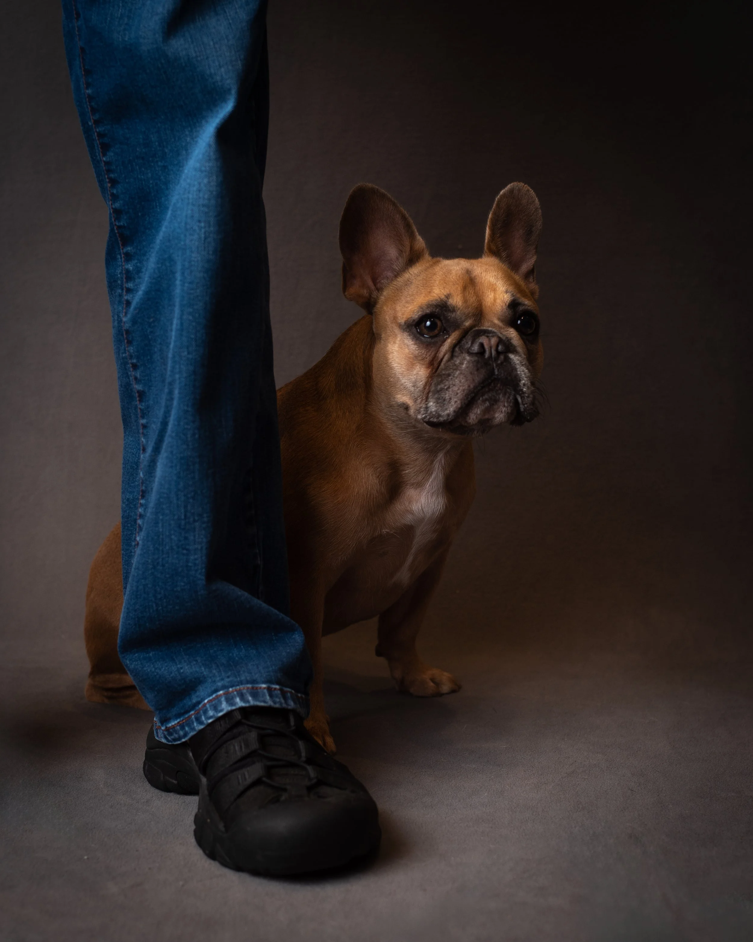 pawtraits_IG-7.jpg