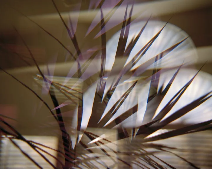  
Interior Palm Prism #7, 2006
 C-Print
 30 x 40 inches
 (76 x 102 cm)   Mariah Robertson, photography, art  