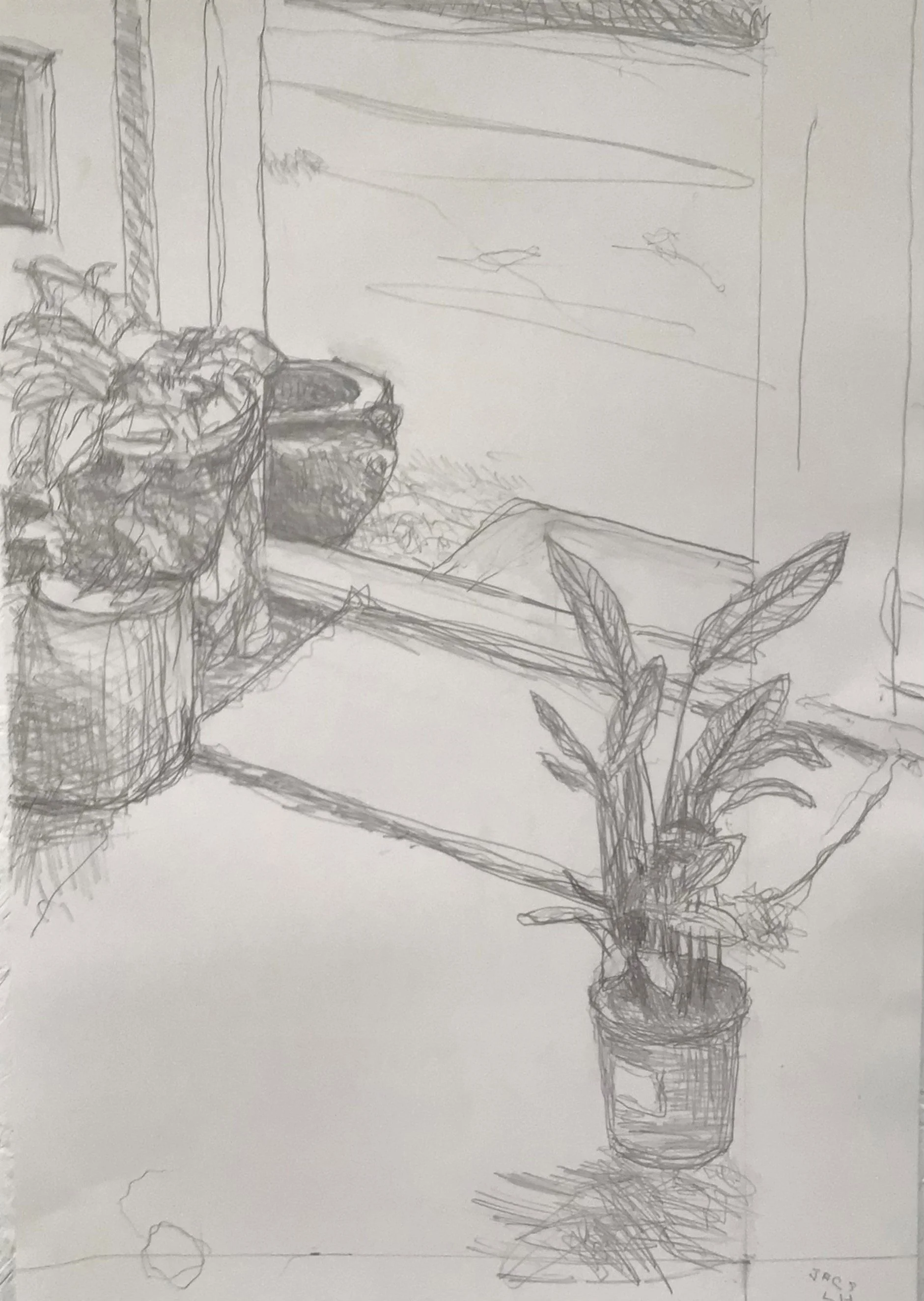 Calathea Drawn Left Hand.jpg