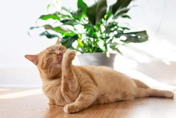 Ginger cat lying on wooden floor, grooming itself, in front of a green leafy houseplant in a white pot.