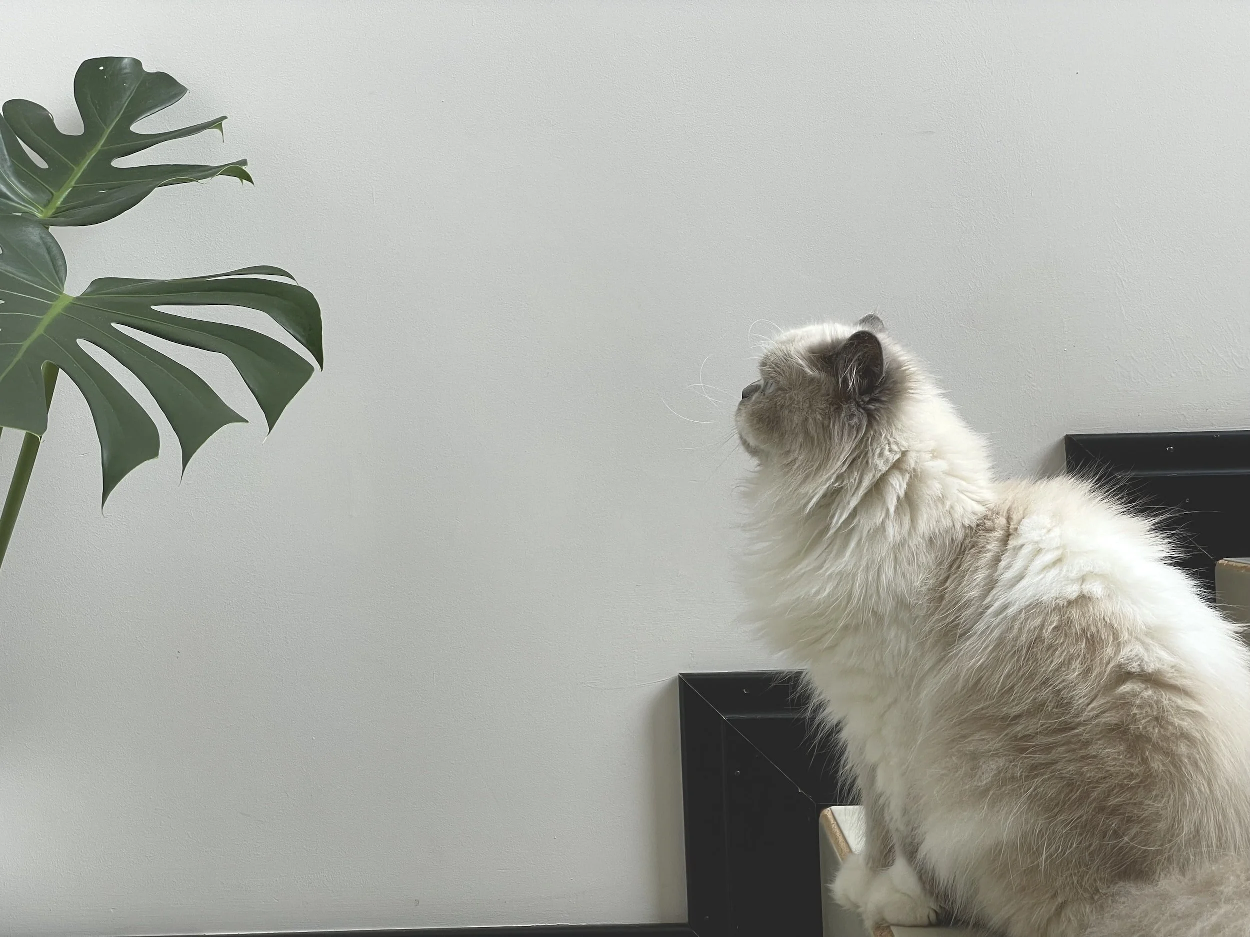 A fluffy cat sitting on a surface with a large green monstera leaf on the left and a plain light-colored wall in the background.