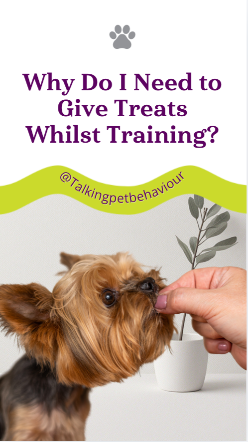 How to Use Treats in Dog Training (Without Creating Bribery or Dependency)