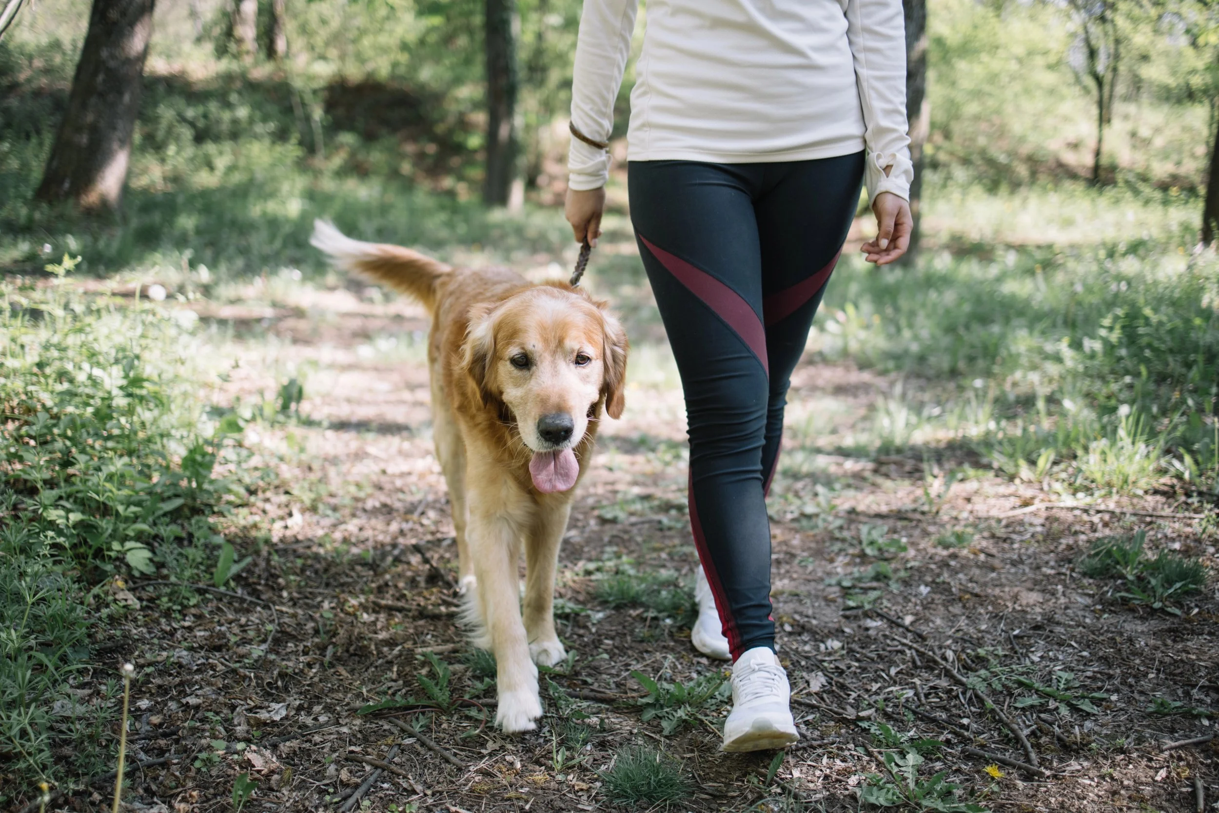 How to Help a Dog Feel Less Stressed and Reactive Around Other Dogs