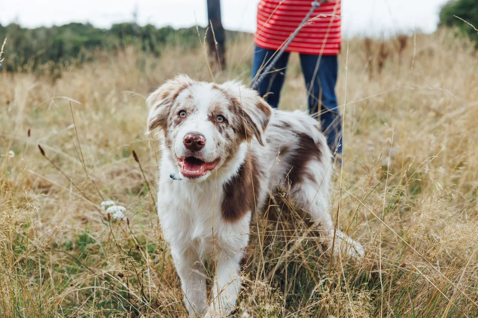 collie puppy with owner outside of puppy school classes