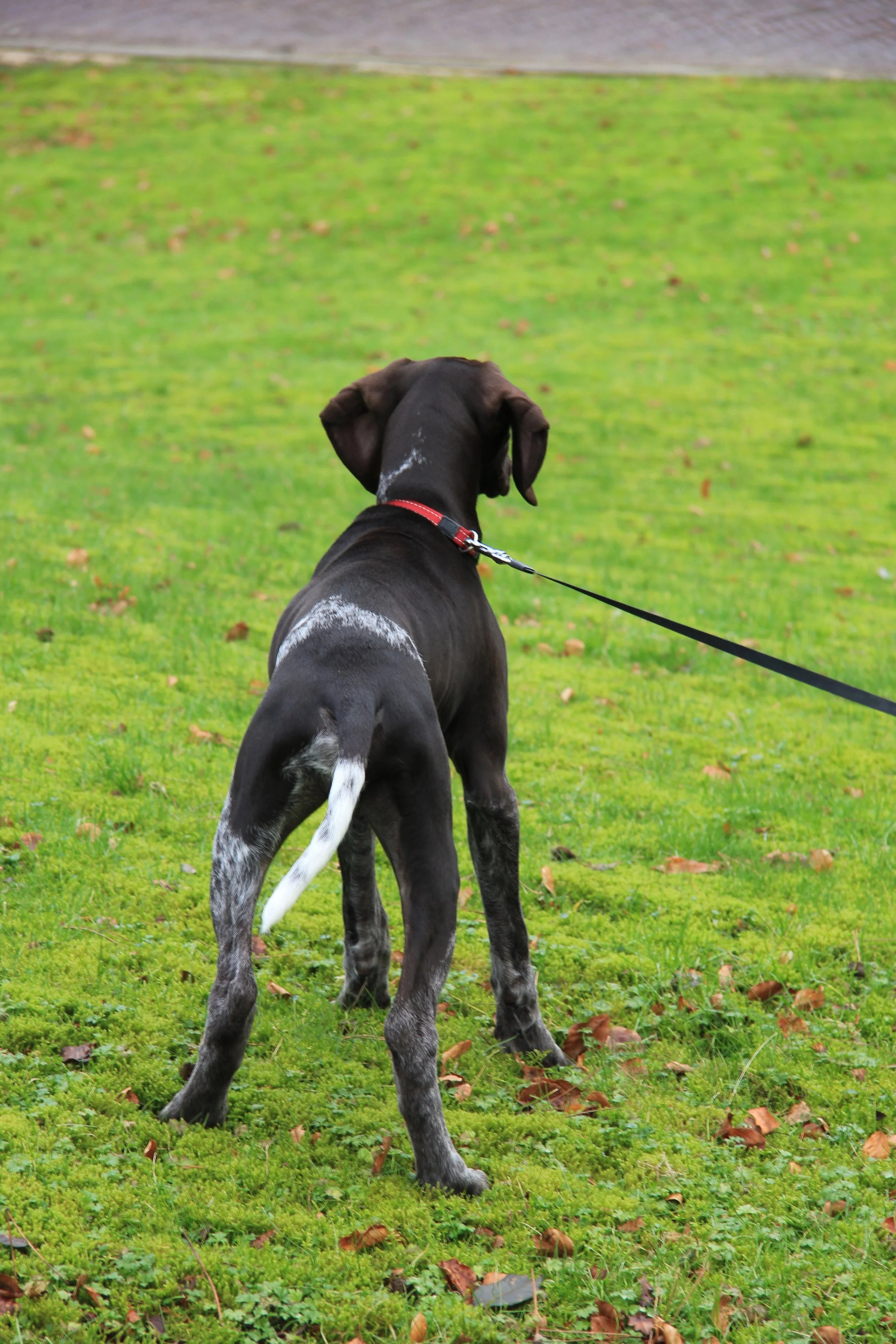 reactive dog barking on lead during walk