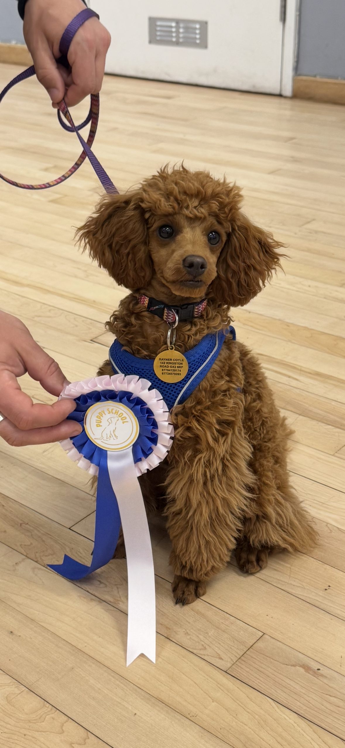A brown poodle puppy sitting on a wooden floor, wearing a blue harness, with a white and blue award ribbon labeled 'Puppy School,' and a gold medallion with contact information around its neck, while someone holds its leash.